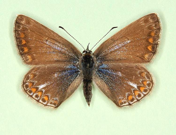 Polyommatus icarus female (aberrant form albocuneata) (Internet Image property of respective owner, non-commercial use only)